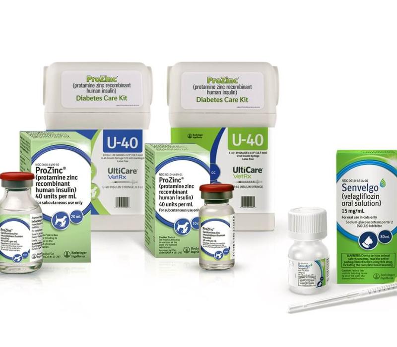 Oral insulin deals for dogs